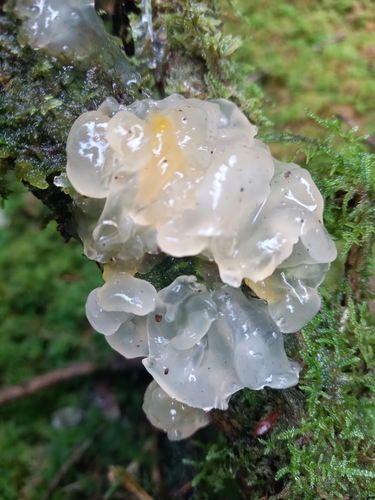 Myxarium nucleatum