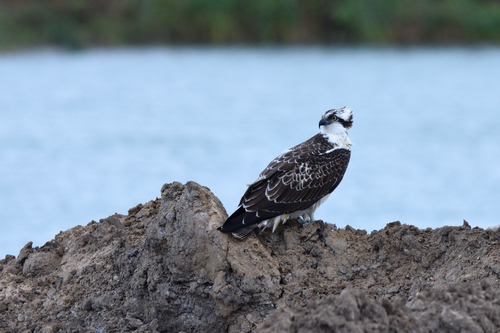 Balbuzard pêcheur, jeune