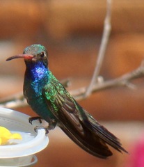 Cynanthus latirostris