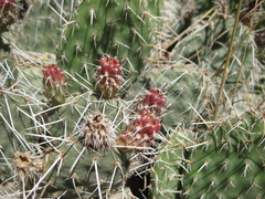 Opuntia polyacantha