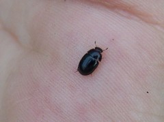 Dactylosternum abdominale