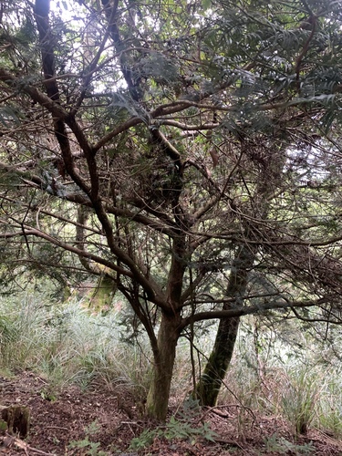 Image of Cephalotaxus harringtonia by (c) 呂一起(Lu i-chi), some rights reserved (CC BY)