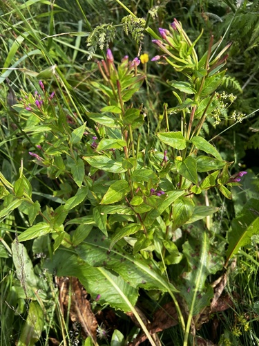 vŕbovka brvitá (Epilobium ciliatum)
