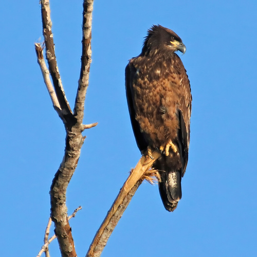 Bald Eagle photographed in Michigan