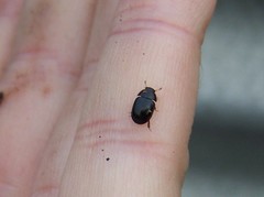 Dactylosternum abdominale