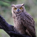 Magellanic Horned Owl - Photo (c) Rigoberto Yáñez, some rights reserved (CC BY-NC), uploaded by Rigoberto Yáñez