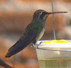 Trochilidae