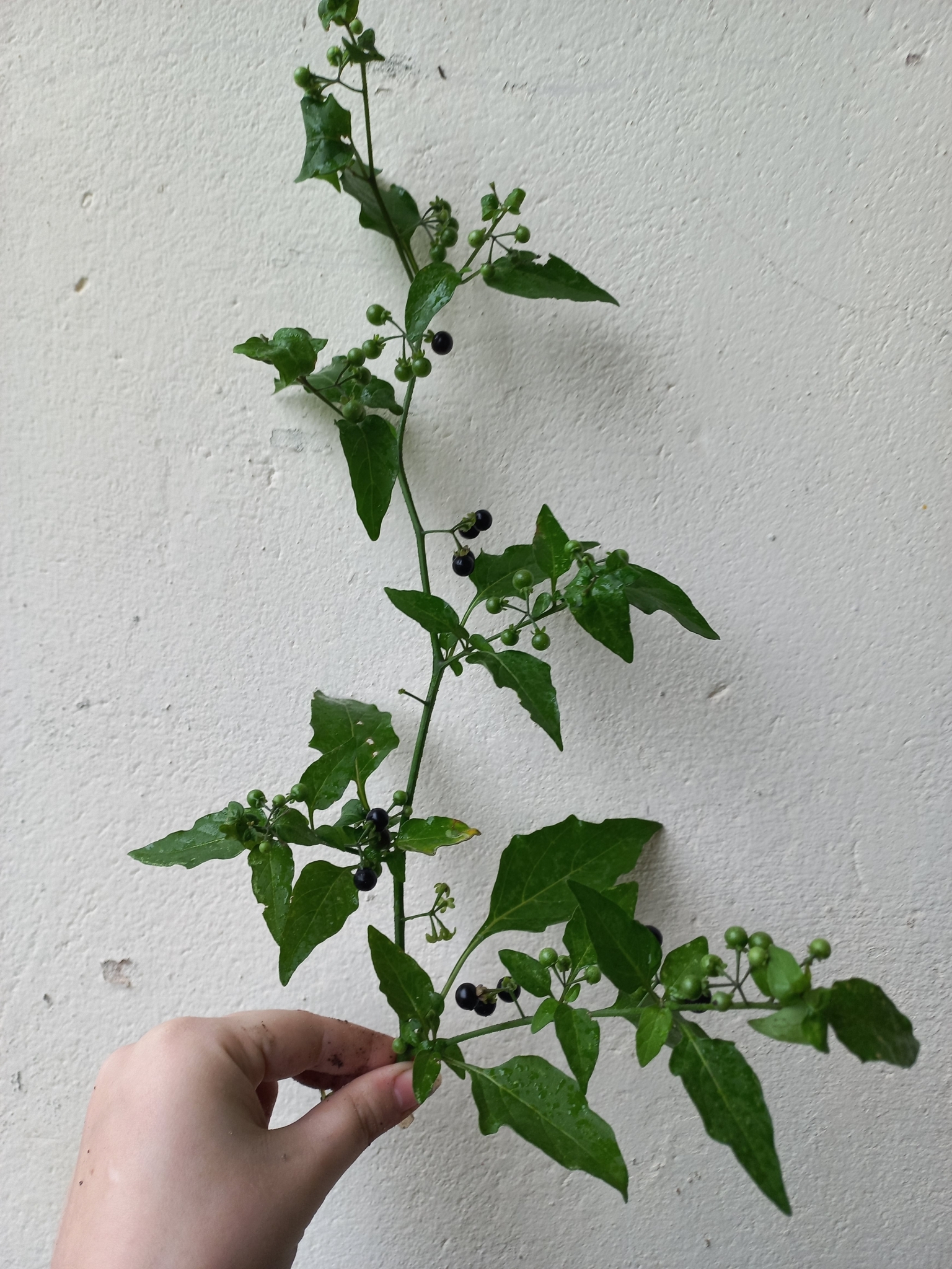 Solanum americanum