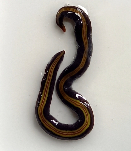two-tone planarian, 9451 GW Rolde, Nederland, photo 9 of 10