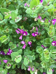 Polygala myrtifolia