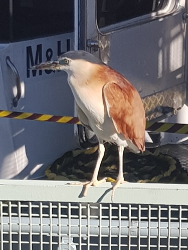 Nycticorax caledonicus