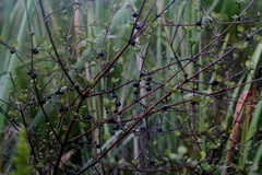 Coprosma tenuicaulis