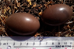 Nothoprocta perdicaria