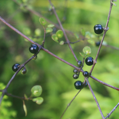 Coprosma tenuicaulis