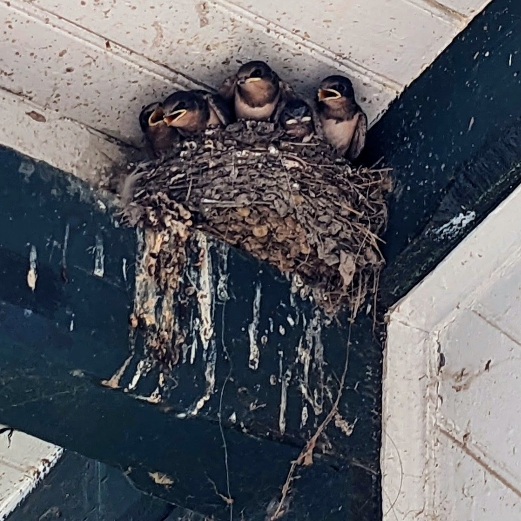 Barn Swallow (Hirundo rustica)