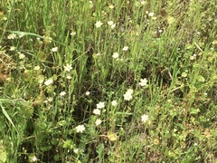 Hesperomecon linearis