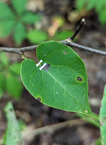 Redbud Leaffolder Moth photo 5