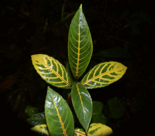 Sanchezia parvibracteata