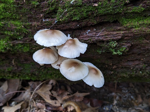 Mycena inclinata