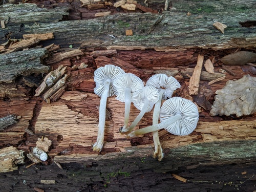 Mycena inclinata (Photo 2 of 2)