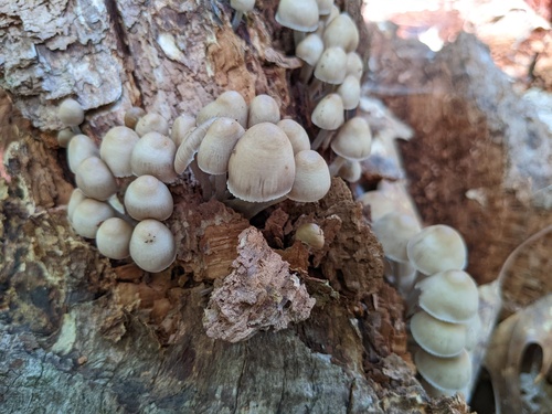 Mycena inclinata (Photo 2 of 3)