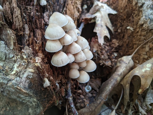 Mycena inclinata