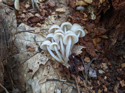 Mycena inclinata (Photo 3 of 3)