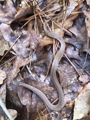 Storeria occipitomaculata obscura