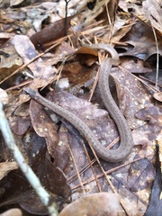 Storeria occipitomaculata obscura