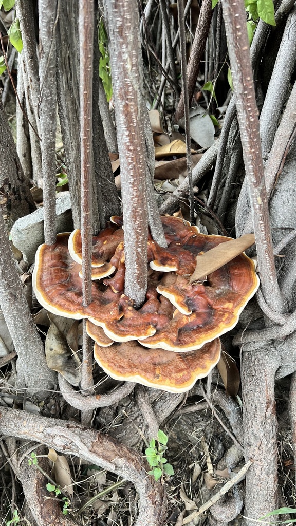 Ganoderma sessile · October 2023 · photo: © pathway0201 (iNaturalist, cc-by)