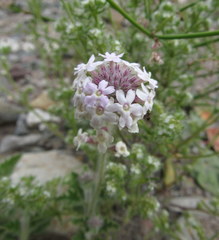 Glandularia gooddingii