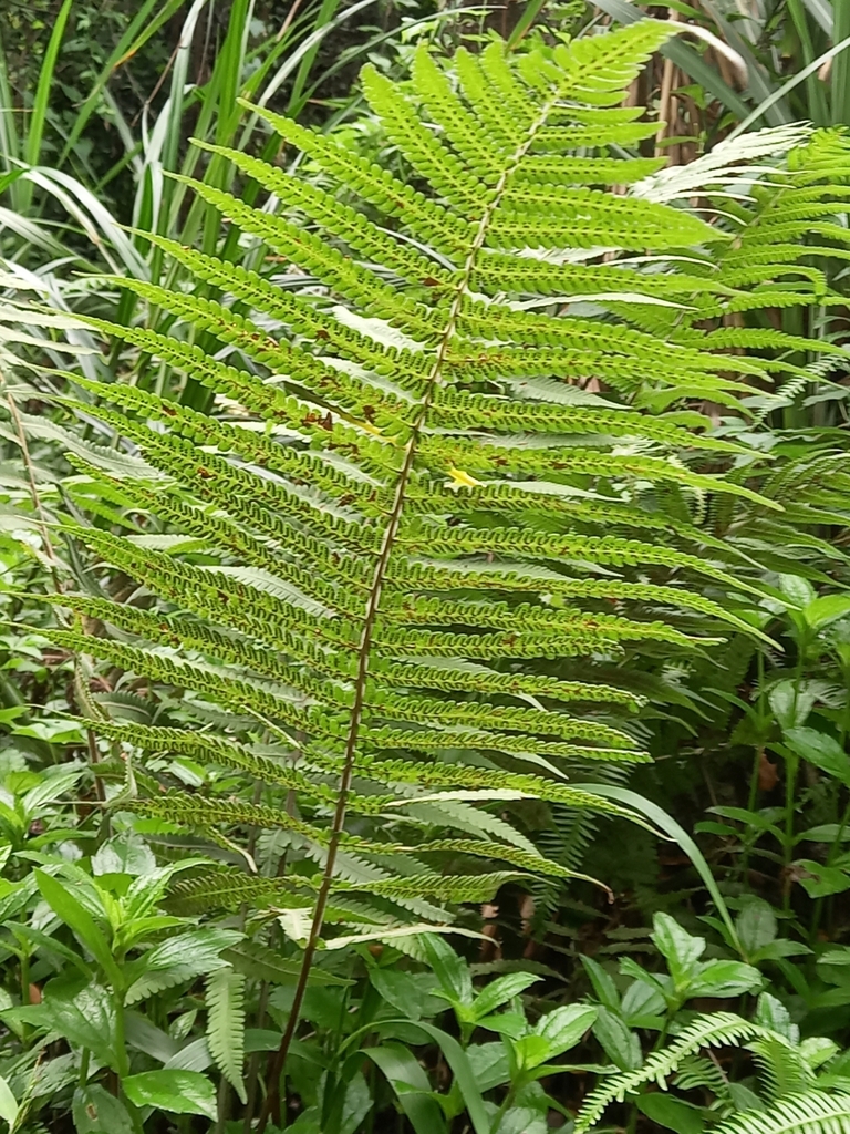 Parasitic Tri-vein Fern from 111台灣台北市士林區承德里 on October 9, 2023 at 10:57 ...