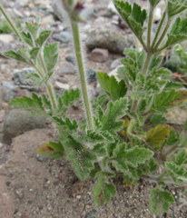 Glandularia gooddingii