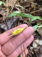 Erythronium rostratum