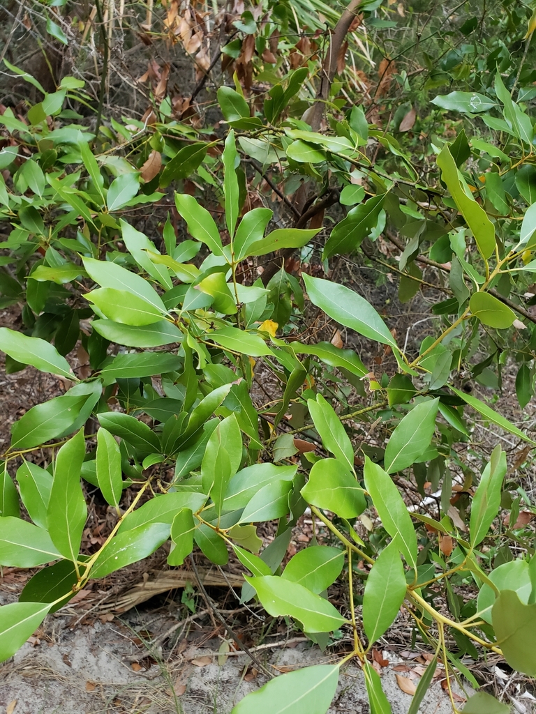 dicots from Cedar Key, FL 32625, USA on October 8, 2023 at 06:15 PM by ...