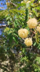Senegalia praecox