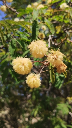 Senegalia praecox, photograph 1