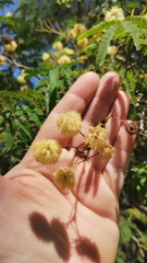 Senegalia praecox, photograph Luis Capeletti, CC0, iNaturalist via GBIF
