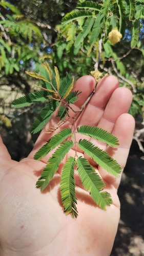 Senegalia praecox, photograph 3