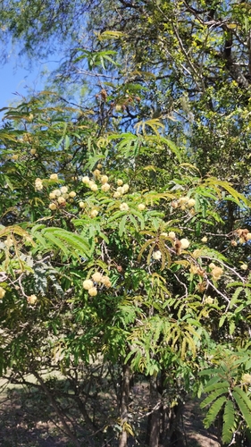 Senegalia praecox, photograph 4