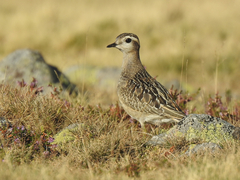 Eurasian Dotterel photo 3