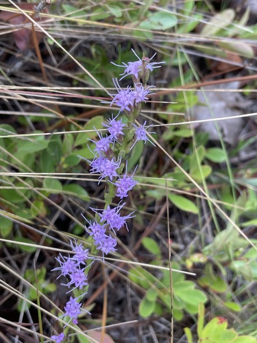 Sandhills blazing star (Liatris cokeri)