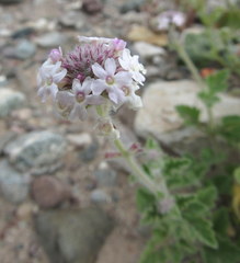 Glandularia gooddingii