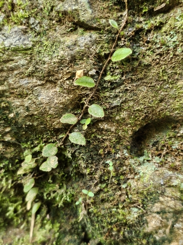 Image of Microgramma piloselloides by (c) ritirene, some rights reserved (CC BY)