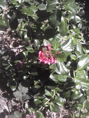 Escallonia rubra macrantha