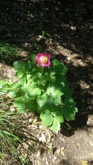 Paeonia mascula