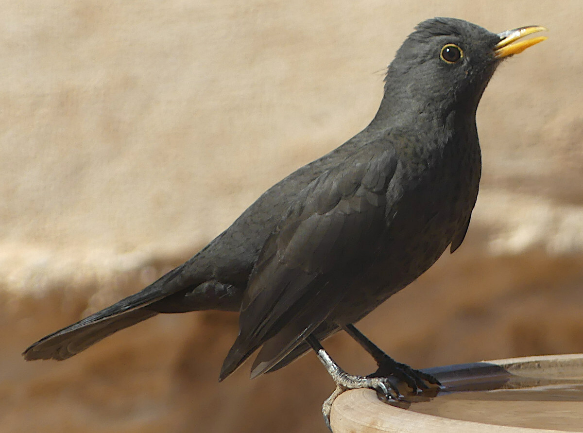 Northwestern african blackbird (Subspecies Turdus merula