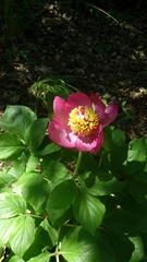 Paeonia mascula