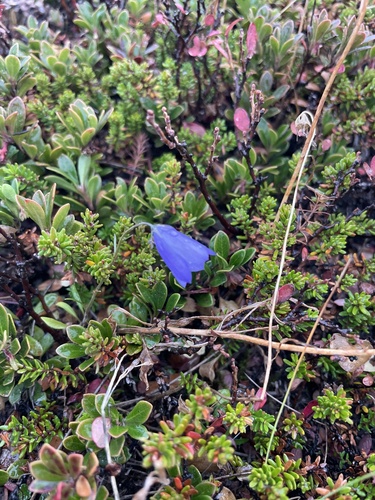 Campanule sauvage