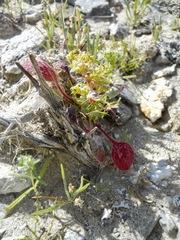 Chorizanthe corrugata